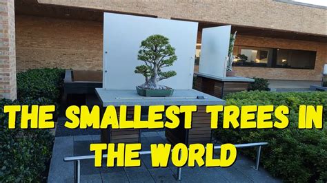 This Is Incredible The Smallest Tree In The World Youtube