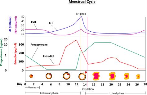Menstrual Cycle Illustration