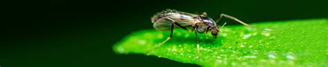 Gnat Extermination And Removal Service In Ann Arbor Milford Novi