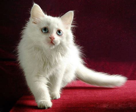 Photography Blog Cute Siberian Kittens Photos