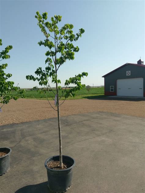 Gallery Prairie Winds Nursery