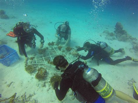 Coral Planting On The Maldives01 Sea Explorer Maldives