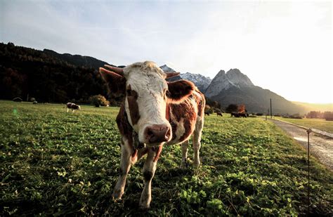 3840x2560 Agriculture Cattle Close Up Cow Dairy Farm Farmland