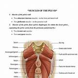 This section of the website will explain large and minute details of axial male pelvis cross sectional anatomy. Anatomy Muscles Pelvis : Pin On Mohamed / Above the pelvic ...