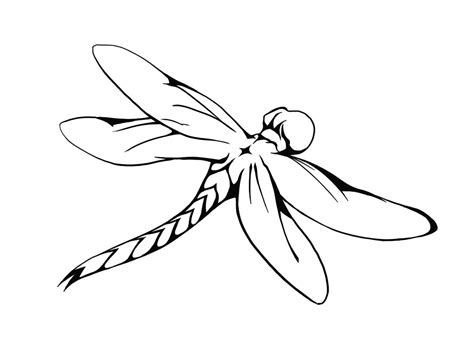 Cute Dragonfly Drawing At Getdrawings Free Download