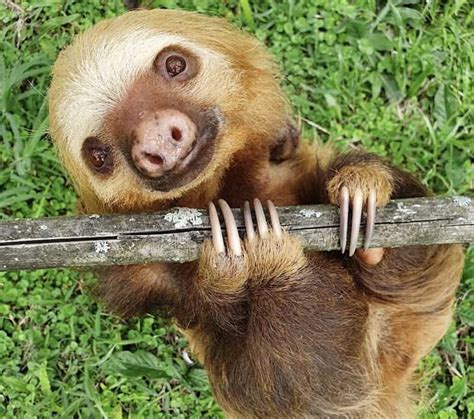 Sloth Sunday Helping Sloths In Need With Your Support