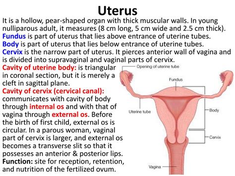 Ppt Female Internal Genital Organs Powerpoint Presentation Free The