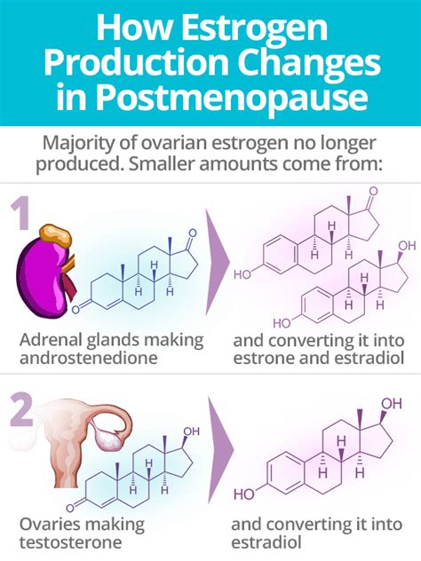 Estrogen And Postmenopause Shecares