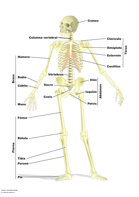 Huesos Cuerpo Humano Cuerpo Esqueleto Images And Photos Finder
