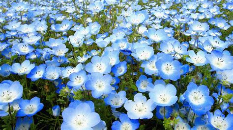 7 Most Beautiful Blue Flowers Blue Flowers Flowers Beautiful