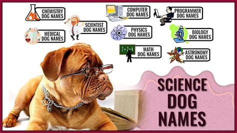180 Best Science Dog Names Under All Science Categories Petmoo