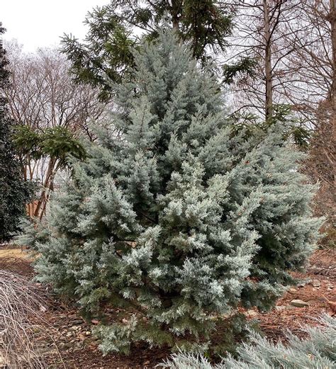 Icy Blue Conifers For The Southeast Finegardening In 2021 Fragrant