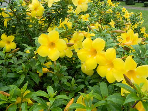 Trova una vasta selezione di piante e bonsai fiori sempreverde a prezzi vantaggiosi su ebay. Pianta Rampicante Con Fiori Rossi - The Homey Design