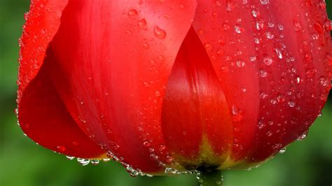 Water Drops On The Petals Of The Flower Wallpapers And