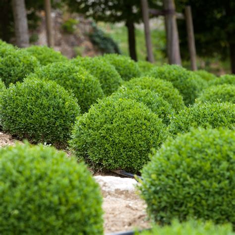 50 brilliant front garden and landscaping projects you'll love. 6 Low-Maintenance Landscaping Shrubs | Tomlinson Bomberger