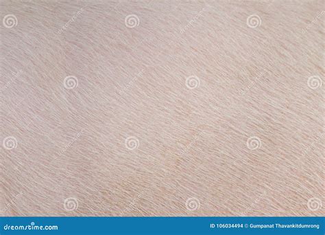 Closeup Pig Fur And Skin As Background Stock Photo Image Of Skin