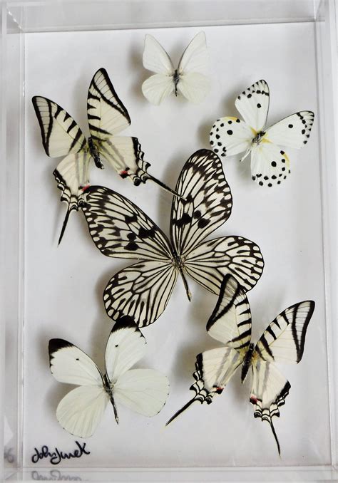 Butterfly Project Butterfly Painting Butterfly Wall Art White