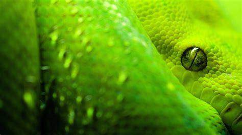 Snake Animals Reptile Wallpapers Hd Desktop And Mobile