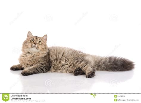 Tabby Cat Lies On White Background Stock Photo Image Of Domestic