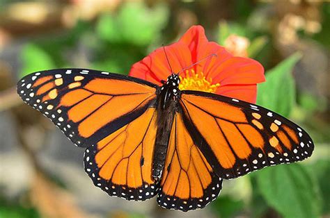 Monarchs Wings Yield Clues To Their Birthplaces
