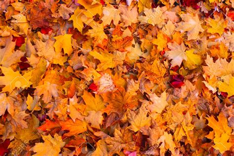 42 Autumn Leaves Hd Wallpapers On Wallpapersafari