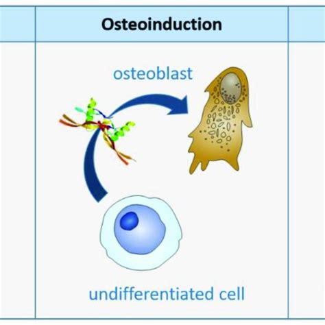 Diagram Showing Mechanisms Of Osteoconduction Osteoinduction And