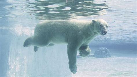 Beruang Kutub Kesayangan Warga Singapura Terancam Disuntik Mati