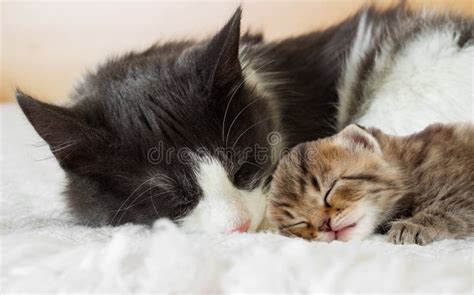 Two Cats Sleep Together Stock Image Image Of Together 30896743