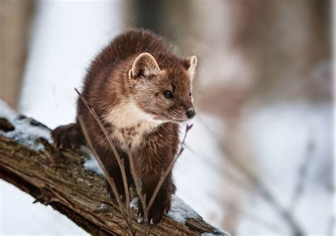 American Marten Martes Americana Photo By Tudorw Beothic