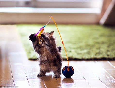 30 Most Adorable And Cutest Cat Photos Collection Vote For The Cutest Cat