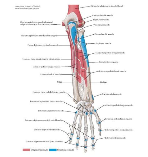 Attachments Of Muscles Of Forearm Posterior View Anatomy Note