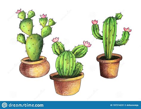 Cactus In Pots Set Hand Drawing Illustration Stock Illustration