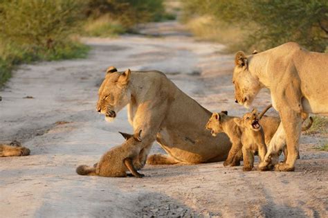 But the lion didn't agree.then it was the camel's turn.without knowing his friends plan, camel asked the lion to have him as his meal. This Lioness Spotted A Helpless Baby Fox, But Then She Did ...