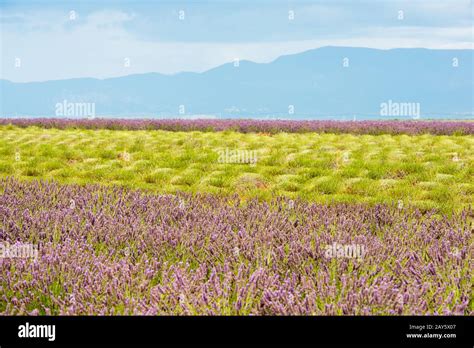 Colorful Lavender Field With Green Stalks And Violet Blossoms Stock