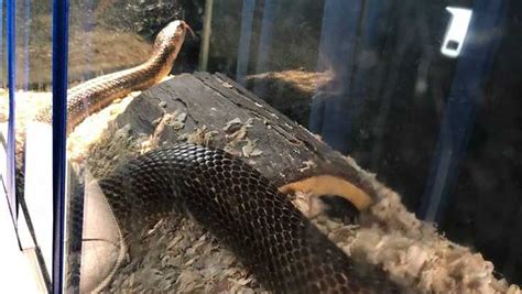 Venomous snake taken from Shelby County home