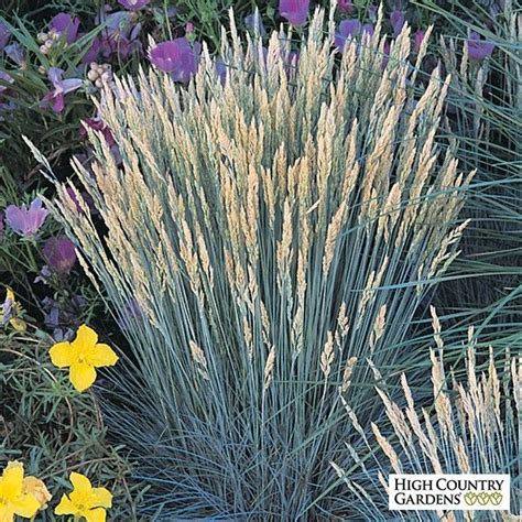 Boulder Blue Is The Best Most Durable Of The Blue Festuca Grass