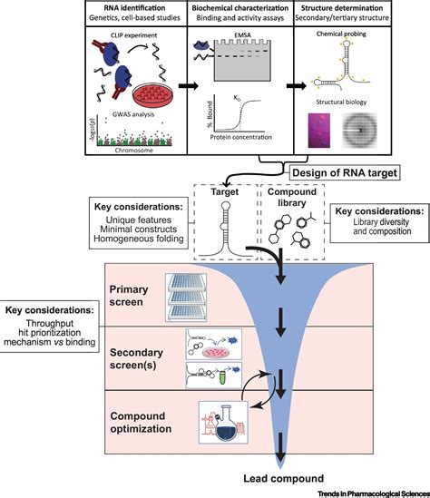 Screening Strategies For Identifying Rna And Ribonucleoprotein