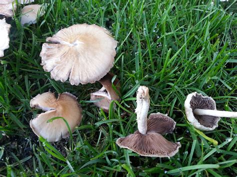 Mushrooms In Yard After Rain