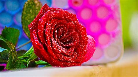 Download Wallpaper 1366x768 Red Rose Close Up Flower Tablet Laptop