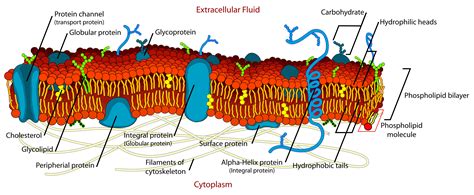 Eukaryotes Cell Membrane And Cell Wall