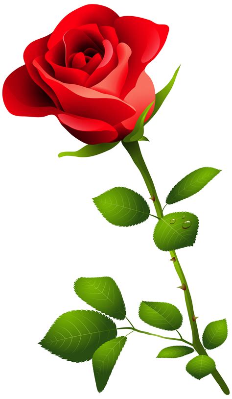 Red Rose With Stem Png Clipart Image Transparent Free