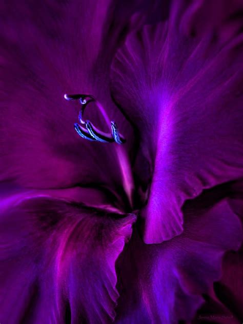 Dark Knight Purple Gladiola Flower By Jennie Marie Schell Deep Purple