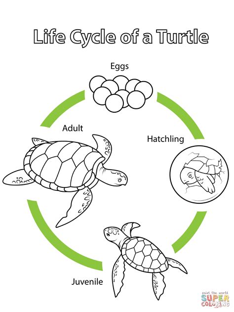 Life Cycle Of A Turtle Coloring Page Free Printable Coloring Pages