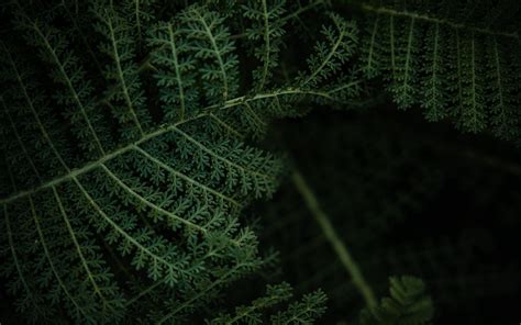 Download Wallpaper 3840x2400 Fern Plant Leaves Macro Green 4k Ultra