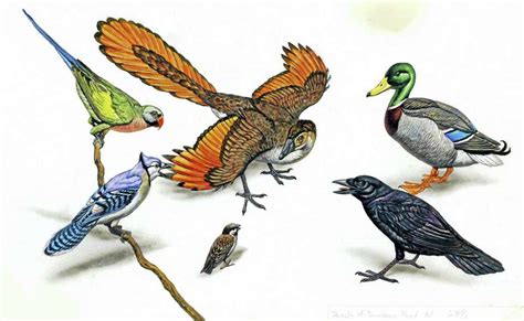 Peabody Museum Exhibit Presents Birds’ ‘missing Link’ To Dinosaurs New Haven Register