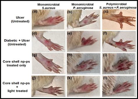 Photographic Image Of Wistar Rats Untreated Foot Ulcer A C