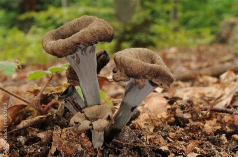 Craterellus Cornucopioides Known As Horn Of Plenty The Black