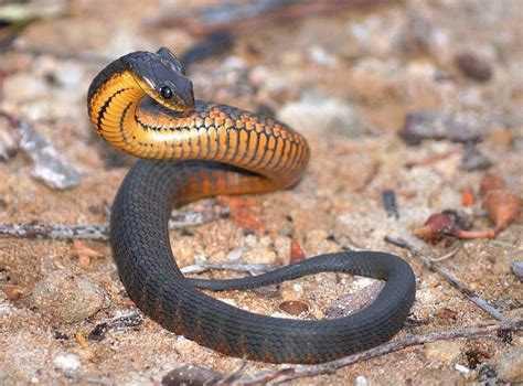 Juvenile Tiger Snake Photograph By Glen Robinson