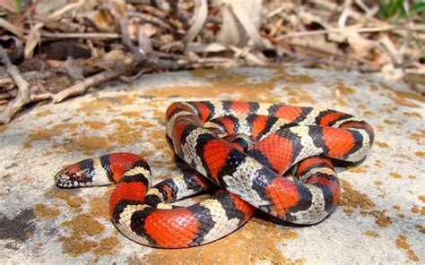 Las Serpientes Más Comunes Y Venenosas En Yucatán Poresto