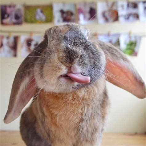 Bunny Tongue 040819 Bunnytongue Monday Tongueouttuesday Bunny Rabbit Tongues Out